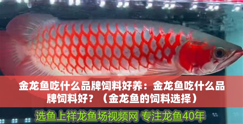 金龍魚吃什么品牌飼料好養(yǎng)：金龍魚吃什么品牌飼料好？（金龍魚的飼料選擇）