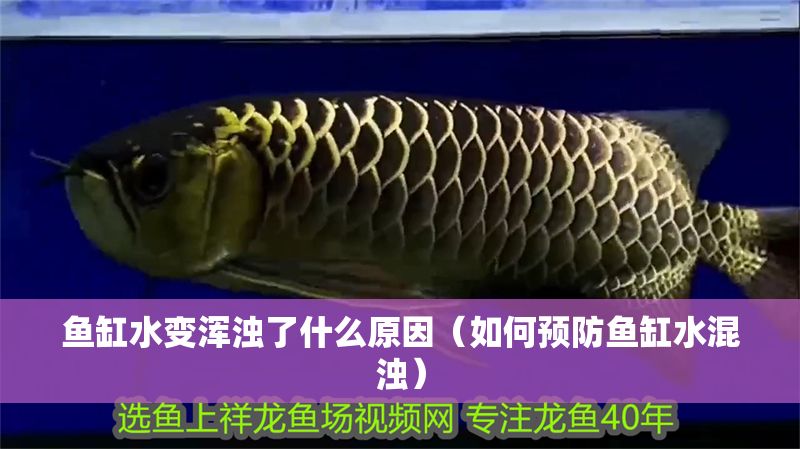 魚缸水變渾濁了什么原因（如何預(yù)防魚缸水混濁）
