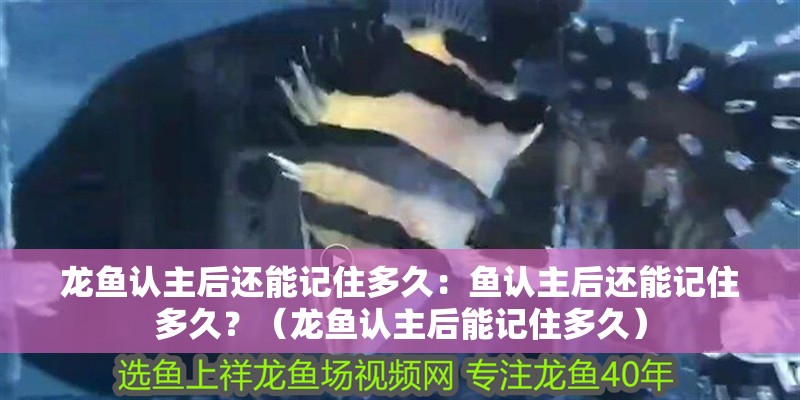 龍魚認(rèn)主后還能記住多久：魚認(rèn)主后還能記住多久？（龍魚認(rèn)主后能記住多久）
