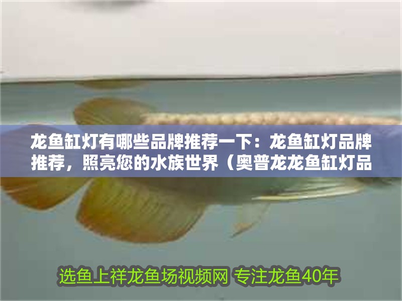龍魚缸燈有哪些品牌推薦一下：龍魚缸燈品牌推薦，照亮您的水族世界（奧普龍龍魚缸燈品牌推薦）