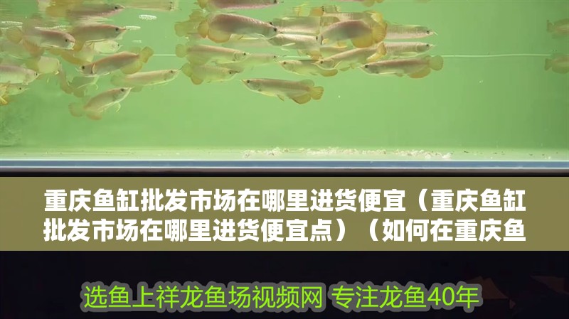 重慶魚缸批發市場在哪里進貨便宜（重慶魚缸批發市場在哪里進貨便宜點）（如何在重慶魚缸批發市場中找到價格便宜的魚缸） 重慶魚缸批發市場在哪里進貨便宜（重慶魚缸批發市場在哪里進貨便宜點）（如何在重慶魚缸批發市場中找到價格便宜的魚缸） 觀賞魚百科