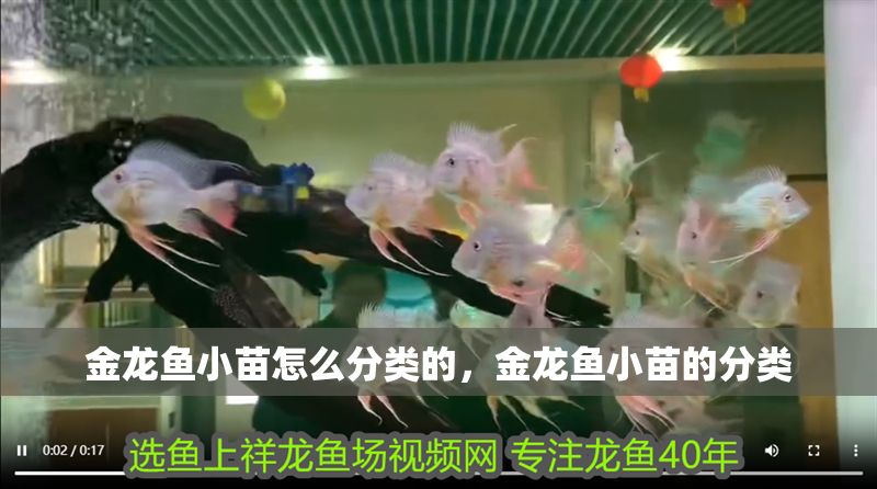 金龍魚小苗怎么分類的，金龍魚小苗的分類 金龍魚小苗怎么分類的，金龍魚小苗的分類 龍魚百科 第2張