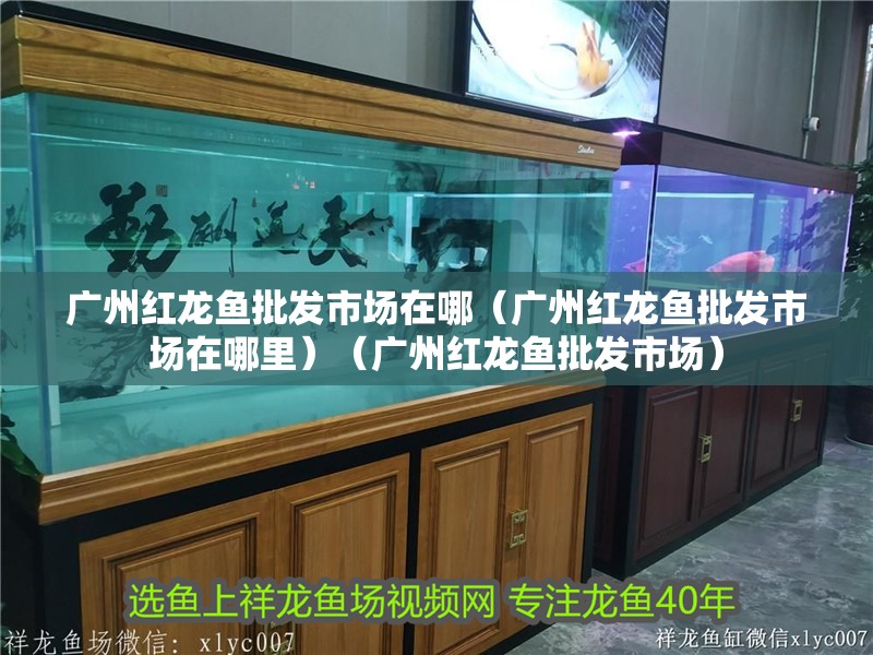 廣州紅龍魚批發市場在哪（廣州紅龍魚批發市場在哪里）（廣州紅龍魚批發市場）