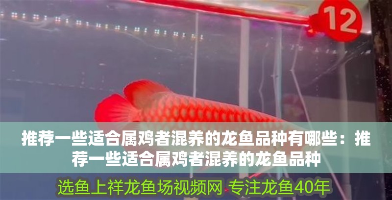 魚缸用增氧泵價格是多少:魚缸增氧機-xtrac增氧機-xtrac增氧機 推薦一些適合屬雞者混養的龍魚品種有哪些:推薦一些適合屬雞者混養的龍魚品種 水族問答 推薦一些適合屬雞者混養的龍魚品種有哪些:推薦一些適合屬雞者混養的龍魚品種 推薦一些適合屬雞者混養的龍魚品種有哪些:推薦一些適合屬雞者混養的龍魚品種 水族問答