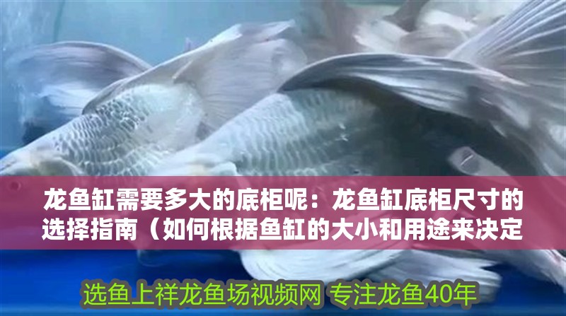 龍魚缸需要多大的底柜呢：龍魚缸底柜尺寸的選擇指南（如何根據魚缸的大小和用途來決定底柜尺寸）