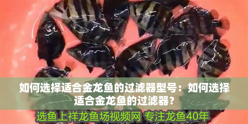如何選擇適合金龍魚的過濾器型號：如何選擇適合金龍魚的過濾器？