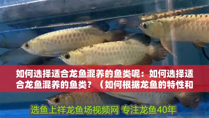 如何選擇適合龍魚混養的魚類呢：如何選擇適合龍魚混養的魚類？（如何根據龍魚的特性和魚缸環境來選擇適合的魚類）