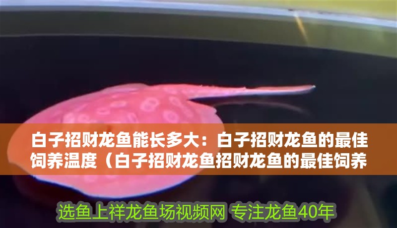 白子招財龍魚能長多大：白子招財龍魚的最佳飼養(yǎng)溫度（白子招財龍魚招財龍魚的最佳飼養(yǎng)溫度是26至28攝氏度）