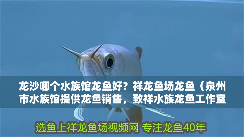 龍沙哪個水族館龍魚好？祥龍魚場龍魚（<strong><mark>泉州</mark></strong>市水族館提供龍魚銷售，致祥水族龍魚工作室口碑如何）