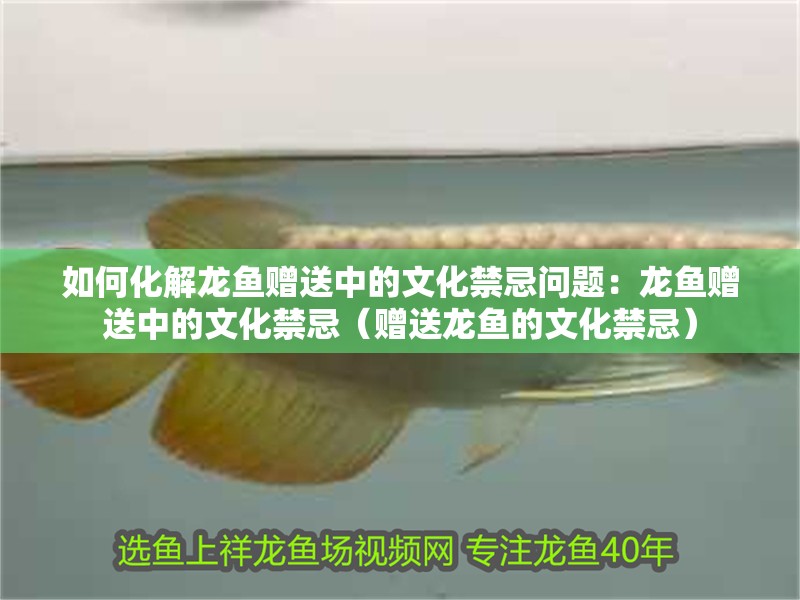 如何化解龍魚贈送中的文化禁忌問題：龍魚贈送中的文化禁忌（贈送龍魚的文化禁忌） 如何化解龍魚贈送中的文化禁忌問題：龍魚贈送中的文化禁忌（贈送龍魚的文化禁忌） 水族問答