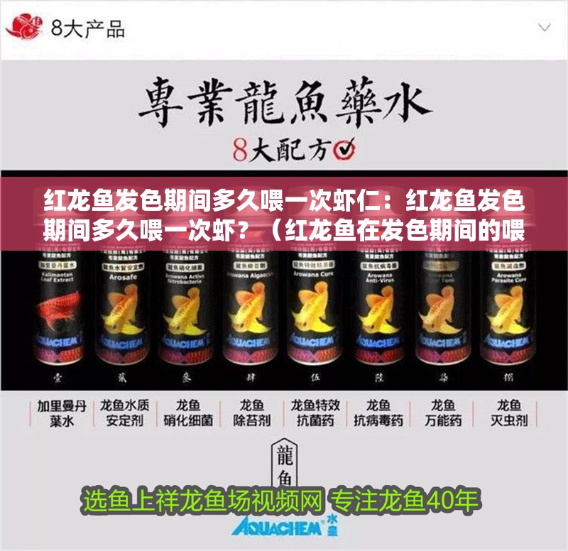 紅龍魚發色期間多久喂一次蝦仁：紅龍魚發色期間多久喂一次蝦？（紅龍魚在發色期間的喂食頻率需要特別注意）