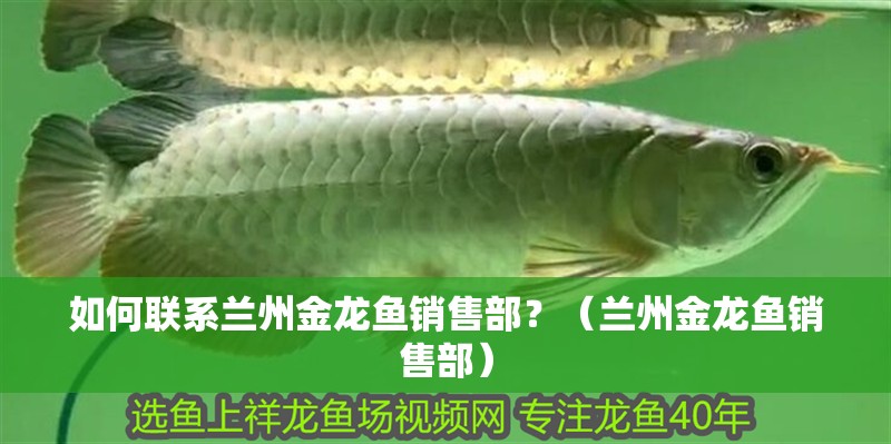 如何聯系蘭州金龍魚銷售部？（蘭州金龍魚銷售部）