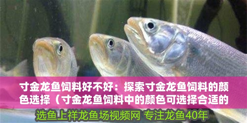 寸金龍魚飼料好不好：探索寸金龍魚飼料的顏色選擇（寸金龍魚飼料中的顏色可選擇合適的飼料，寸金龍魚的基本需求）