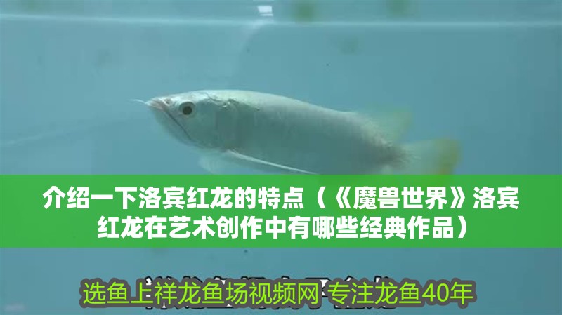 介紹一下洛賓紅龍的特點（《魔獸世界》洛賓紅龍在藝術創作中有哪些經典作品） 介紹一下洛賓紅龍的特點（《魔獸世界》洛賓紅龍在藝術創作中有哪些經典作品） 龍魚百科