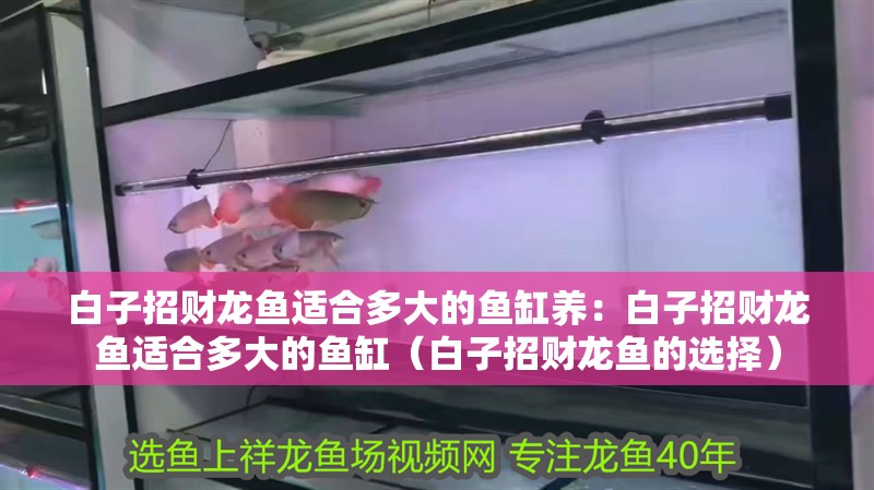 白子招財龍魚適合多大的魚缸養：白子招財龍魚適合多大的魚缸（白子招財龍魚的選擇）