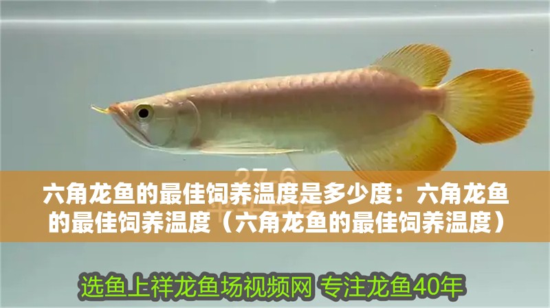 六角龍魚的最佳飼養溫度是多少度：六角龍魚的最佳飼養溫度（六角龍魚的最佳飼養溫度）