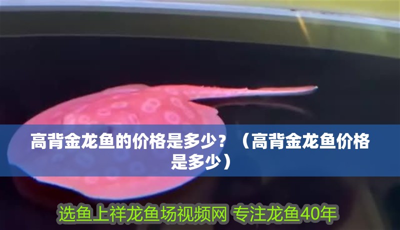 高背金龍魚的價格是多少？（高背金龍魚價格是多少）