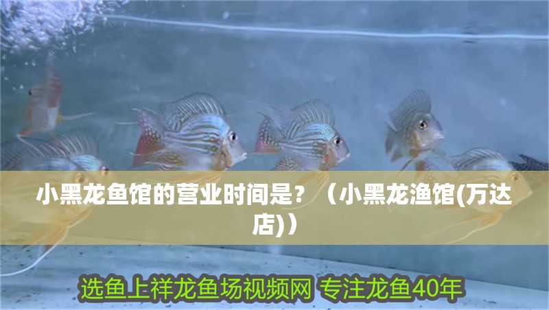 魚缸用增氧泵價格是多少:魚缸增氧機-xtrac增氧機-xtrac增氧機 小黑龍魚館的營業(yè)時間是?(小黑龍漁館(萬達店)) 龍魚百科 小黑龍魚館的營業(yè)時間是?(小黑龍漁館(萬達店)) 小黑龍魚館的營業(yè)時間是?(小黑龍漁館(萬達店)) 龍魚百科