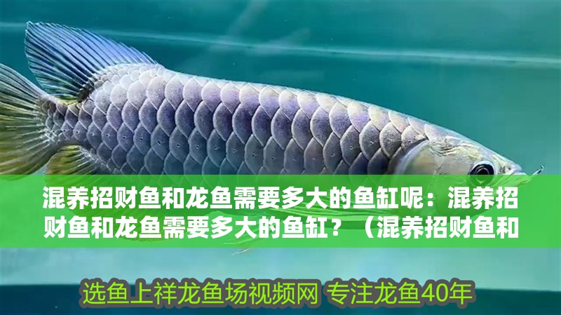 混養招財魚和龍魚需要多大的魚缸呢：混養招財魚和龍魚需要多大的魚缸？（混養招財魚和龍魚大小的魚缸尺寸、水質管理需要調整） 混養招財魚和龍魚需要多大的魚缸呢：混養招財魚和龍魚需要多大的魚缸？（混養招財魚和龍魚大小的魚缸尺寸、水質管理需要調整） 水族問答