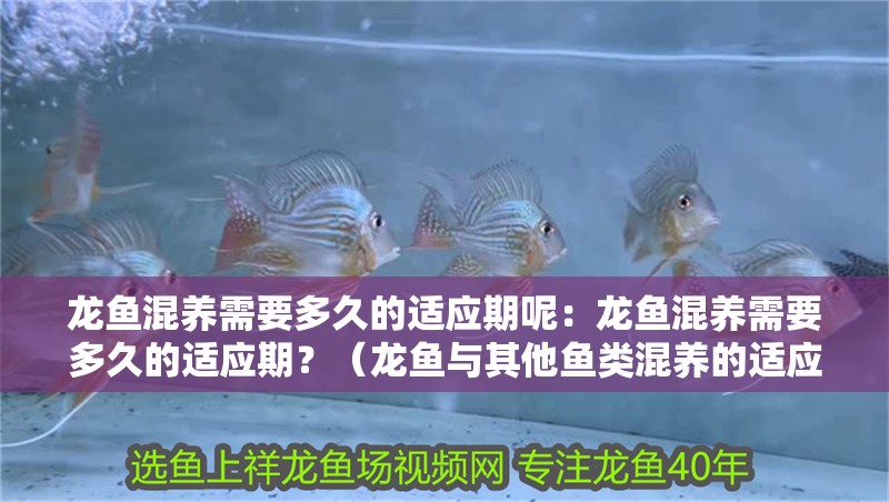 龍魚混養需要多久的適應期呢：龍魚混養需要多久的適應期？（龍魚與其他魚類混養的適應期）