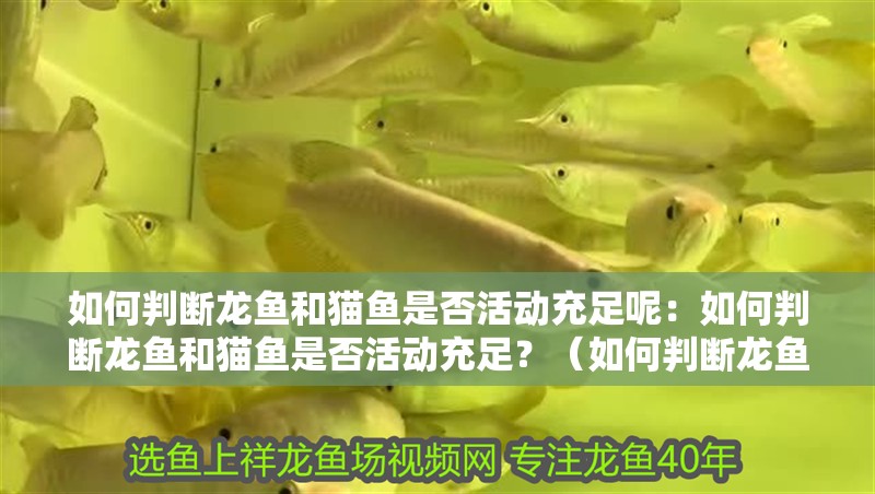 如何判斷龍魚和貓魚是否活動充足呢：如何判斷龍魚和貓魚是否活動充足？（如何判斷龍魚和貓魚是否活動充足） 如何判斷龍魚和貓魚是否活動充足呢：如何判斷龍魚和貓魚是否活動充足？（如何判斷龍魚和貓魚是否活動充足） 水族問答