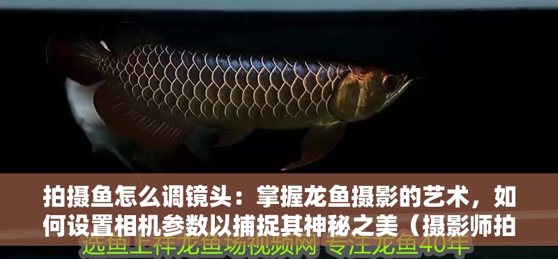 拍攝魚怎么調(diào)鏡頭：掌握龍魚攝影的藝術(shù)，如何設(shè)置相機參數(shù)以捕捉其神秘之美（攝影師拍攝龍魚攝影的快門速度（如f/2.8或f/1.8或f/22））