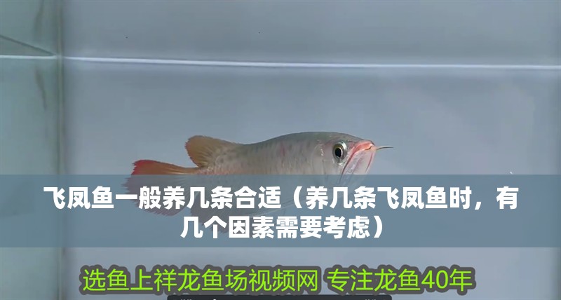 飛鳳魚一般養幾條合適（養幾條飛鳳魚時，有幾個因素需要考慮）
