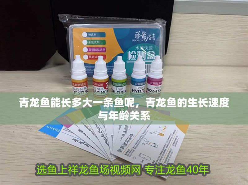 青龍魚能長多大一條魚呢,青龍魚的生長速度與年齡關系 龍魚百科 第2張 青龍魚能長多大一條魚呢,青龍魚的生長速度與年齡關系 青龍魚能長多大一條魚呢,青龍魚的生長速度與年齡關系 龍魚百科 第2張