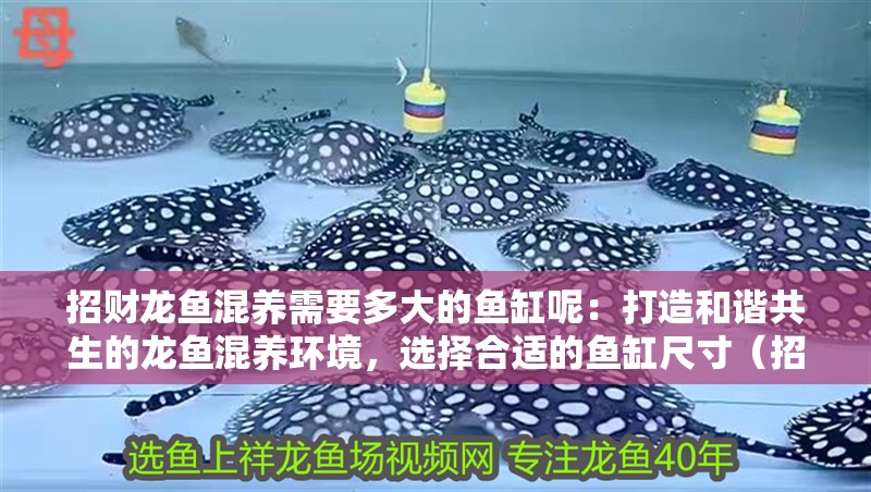 招財龍魚混養需要多大的魚缸呢：打造和諧共生的龍魚混養環境，選擇合適的魚缸尺寸（招財龍魚混養的注意事項）