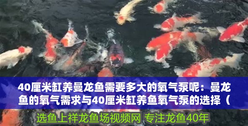 40厘米缸養(yǎng)曼龍魚需要多大的氧氣泵呢：曼龍魚的氧氣需求與40厘米缸養(yǎng)魚氧氣泵的選擇（曼龍魚氧氣泵的選擇）