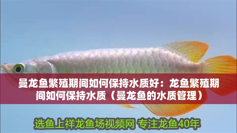 曼龍魚繁殖期間如何保持水質好：龍魚繁殖期間如何保持水質（曼龍魚的水質管理）