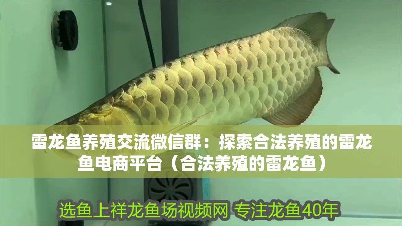 雷龍魚養殖交流微信群：探索合法養殖的雷龍魚電商平臺（合法養殖的雷龍魚） 雷龍魚養殖交流微信群：探索合法養殖的雷龍魚電商平臺（合法養殖的雷龍魚） 水族問答