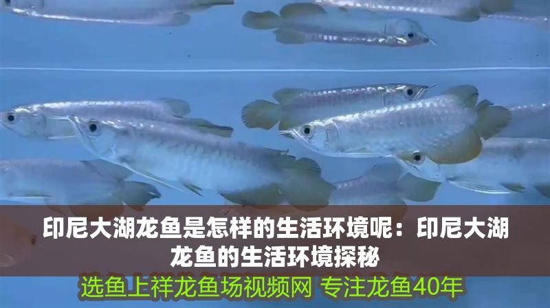 印尼大湖龍魚是怎樣的生活環境呢：印尼大湖龍魚的生活環境探秘