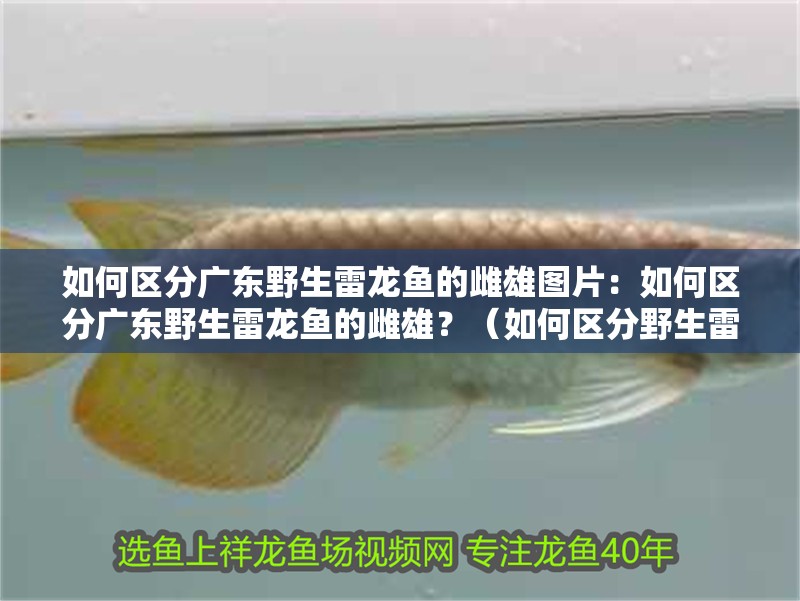 如何區分廣東野生雷龍魚的雌雄圖片：如何區分廣東野生雷龍魚的雌雄？（如何區分野生雷龍魚的雌雄）