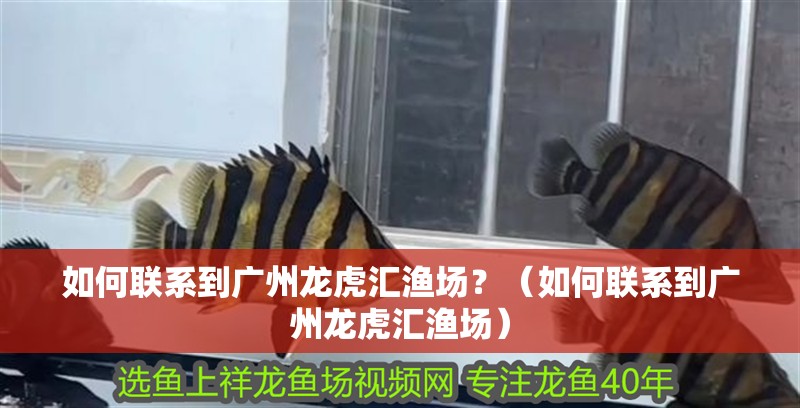 如何聯(lián)系到廣州龍虎匯漁場(chǎng)？（如何聯(lián)系到廣州龍虎匯漁場(chǎng)）