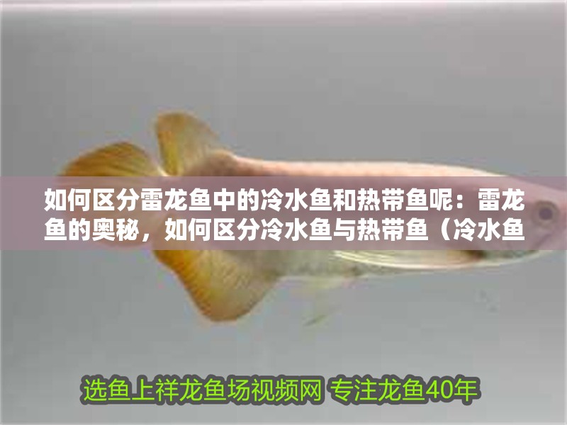如何區分雷龍魚中的冷水魚和熱帶魚呢：雷龍魚的奧秘，如何區分冷水魚與熱帶魚（冷水魚和熱帶魚的區分雷龍魚的區分雷龍魚和熱帶魚的區別）