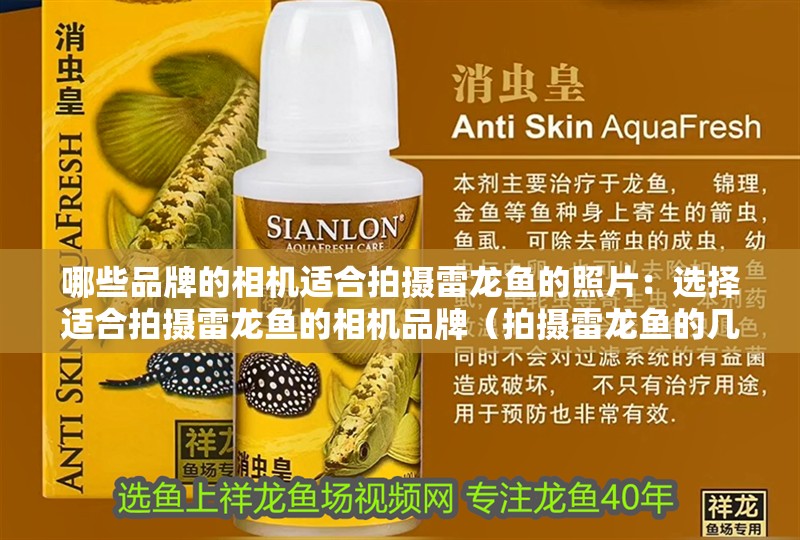 哪些品牌的相機適合拍攝雷龍魚的照片：選擇適合拍攝雷龍魚的相機品牌（拍攝雷龍魚的幾款相機）