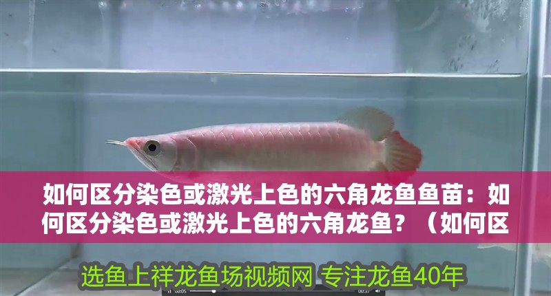 如何區(qū)分染色或激光上色的六角龍魚魚苗：如何區(qū)分染色或激光上色的六角龍魚？（如何區(qū)分染色或激光上色或激光上色的六角龍魚的習(xí)性）