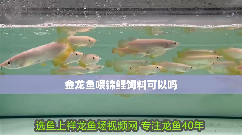 金龍魚喂錦鯉飼料可以嗎 金龍魚喂錦鯉飼料可以嗎 龍魚百科 第2張