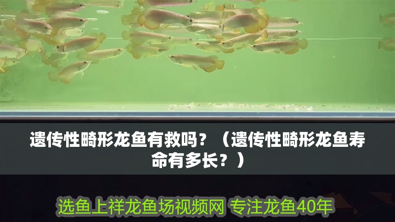 遺傳性畸形龍魚有救嗎？（遺傳性畸形龍魚壽命有多長？）