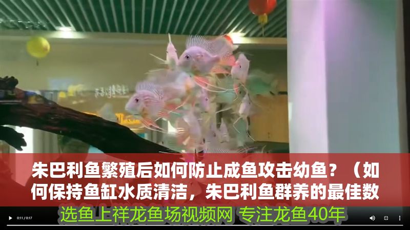 朱巴利魚繁殖后如何防止成魚攻擊幼魚？（如何保持魚缸水質清潔，朱巴利魚群養的最佳數量）