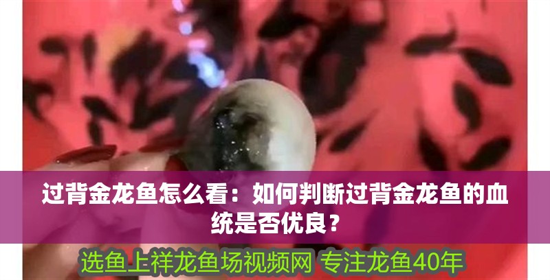 過背金龍魚怎么看：如何判斷過背金龍魚的血統是否優良？