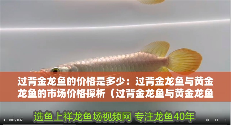 過背金龍魚的價格是多少：過背金龍魚與黃金龍魚的市場價格探析（過背金龍魚與黃金龍魚的價格）