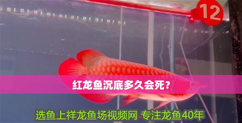 紅龍魚沉底多久會死？ 紅龍魚沉底多久會死？ 龍魚百科