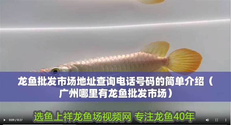 魚缸過濾器選購指南:自制魚缸過濾器魚缸上置過濾器對于養(yǎng)魚愛好者的必備知識 龍魚批發(fā)市場地址查詢電話號碼的簡單介紹(廣州哪里有龍魚批發(fā)市場) 觀賞魚百科 龍魚批發(fā)市場地址查詢電話號碼的簡單介紹(廣州哪里有龍魚批發(fā)市場) 龍魚批發(fā)市場地址查詢電話號碼的簡單介紹(廣州哪里有龍魚批發(fā)市場) 觀賞魚百科