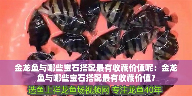 金龍魚與哪些寶石搭配最有收藏價值呢：金龍魚與哪些寶石搭配最有收藏價值？