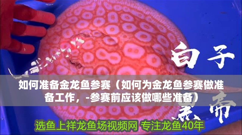 如何準備金龍魚參賽（如何為金龍魚參賽做準備工作，-參賽前應該做哪些準備）