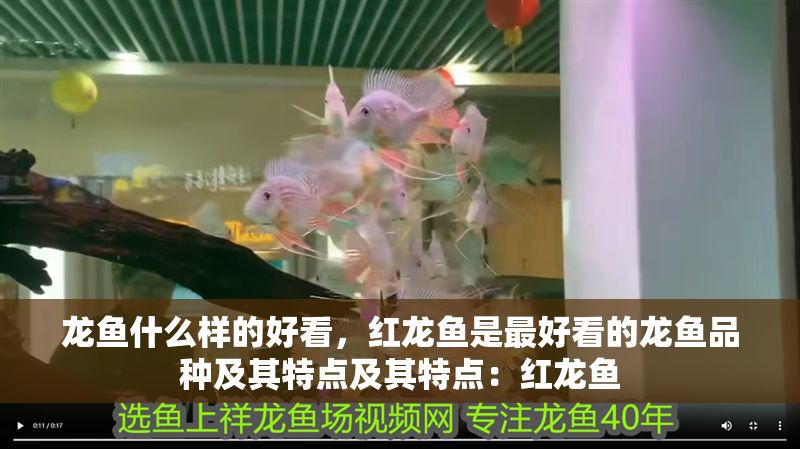 龍魚什么樣的好看，紅龍魚是最好看的龍魚品種及其特點及其特點：紅龍魚