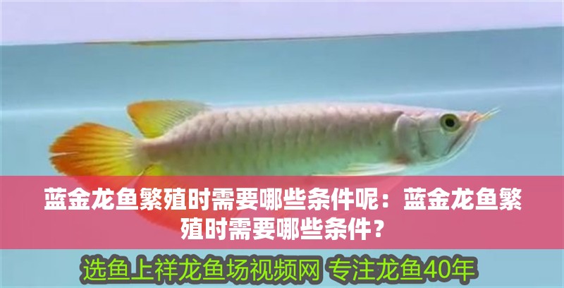 藍金龍魚繁殖時需要哪些條件呢：藍金龍魚繁殖時需要哪些條件？
