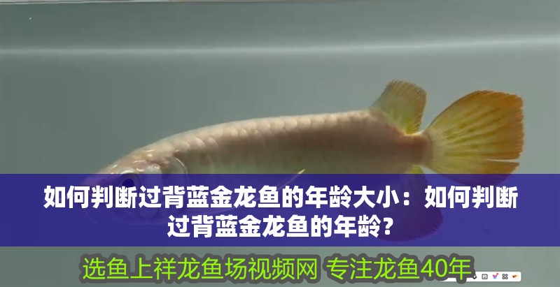 如何判斷過背藍金龍魚的年齡大小：如何判斷過背藍金龍魚的年齡？ 如何判斷過背藍金龍魚的年齡大小：如何判斷過背藍金龍魚的年齡？ 水族問答